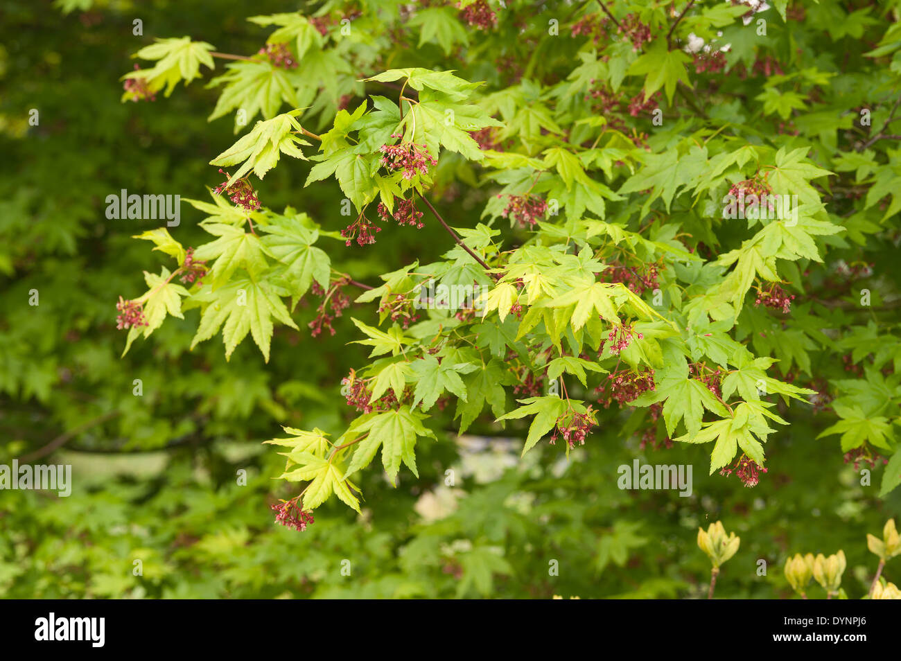 roten geflügelten Samen von Acer Palmatum Kontrast mit dem zarten Grün der dem Blätterdach zum Baum Stockfoto