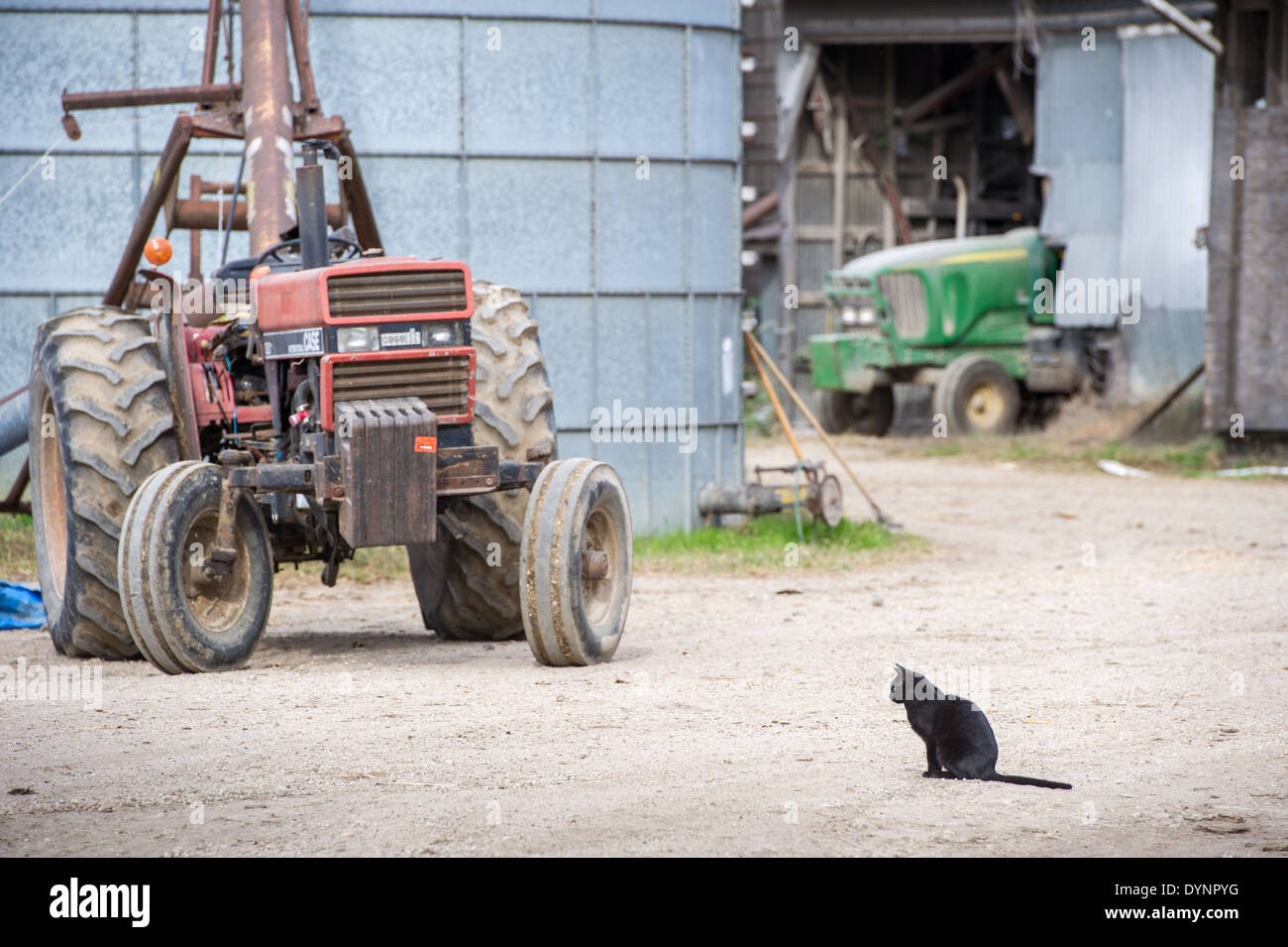 Schwarze Katze, die sitzt in der Einfahrt auf einem Bauernhof in Ridgely, Maryland Stockfoto