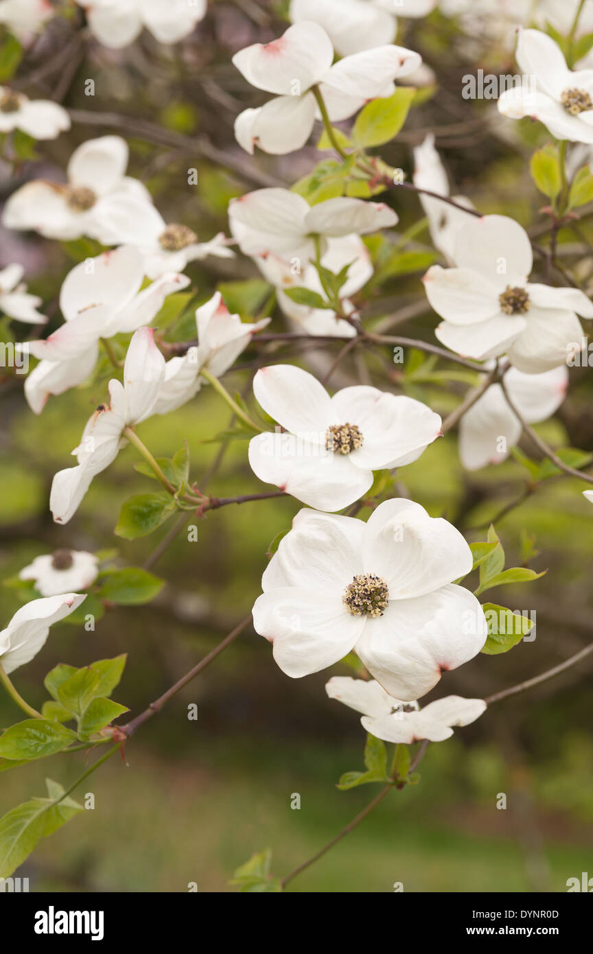 46+ Weisser Hartriegel Strauch, Der weiße hartriegel (cornus alba),