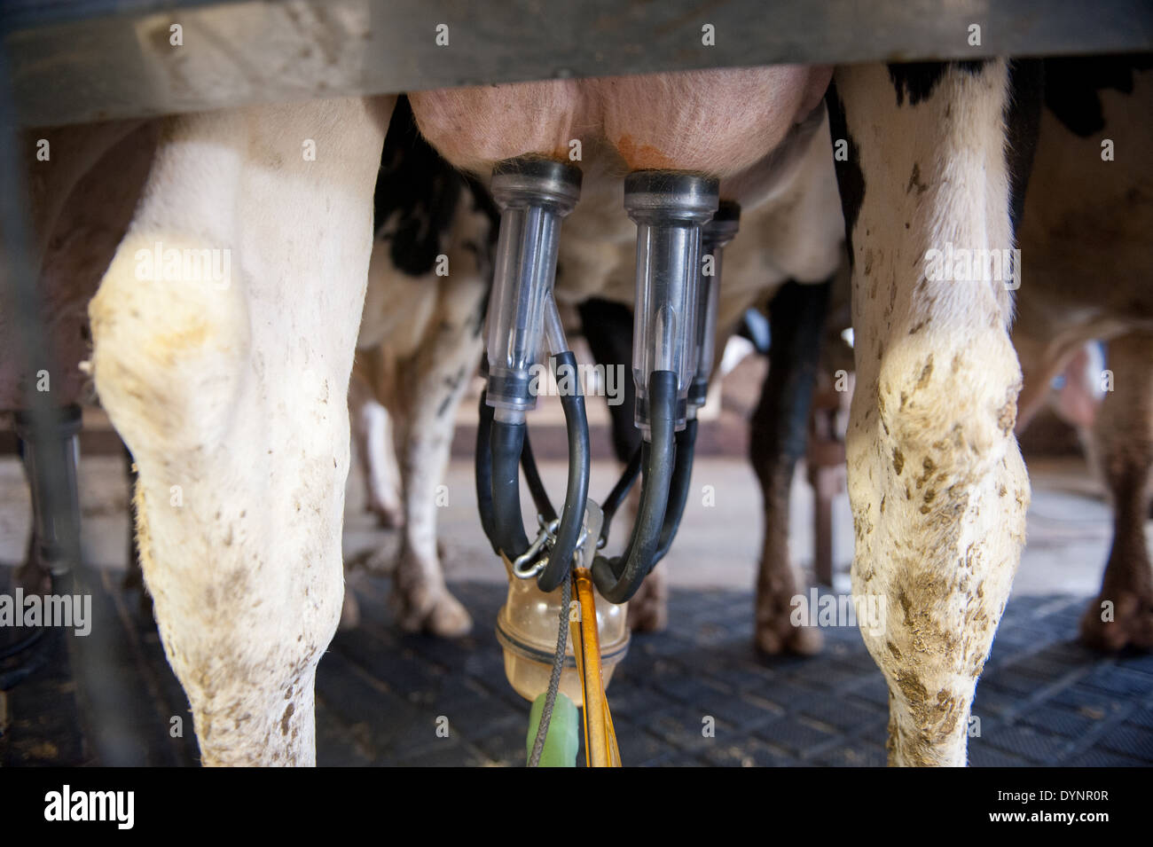 Nahaufnahme von Melktechnik befestigt Milchkuh in Ridgely, Maryland Stockfoto