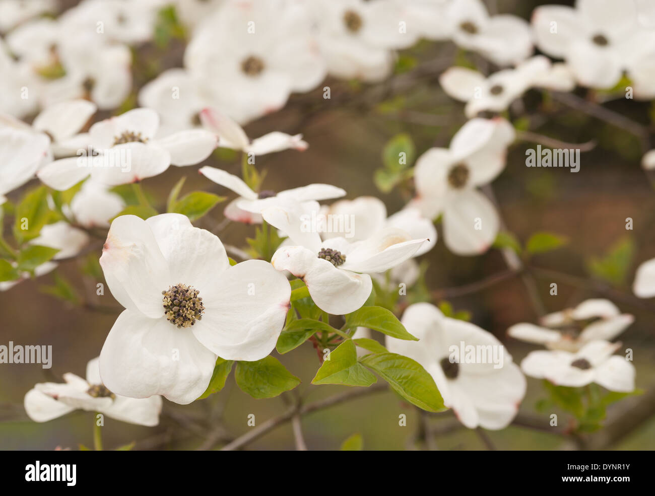 Masse der Blüten auf das weiße Wunder Hartriegel Baum ein Medium sized