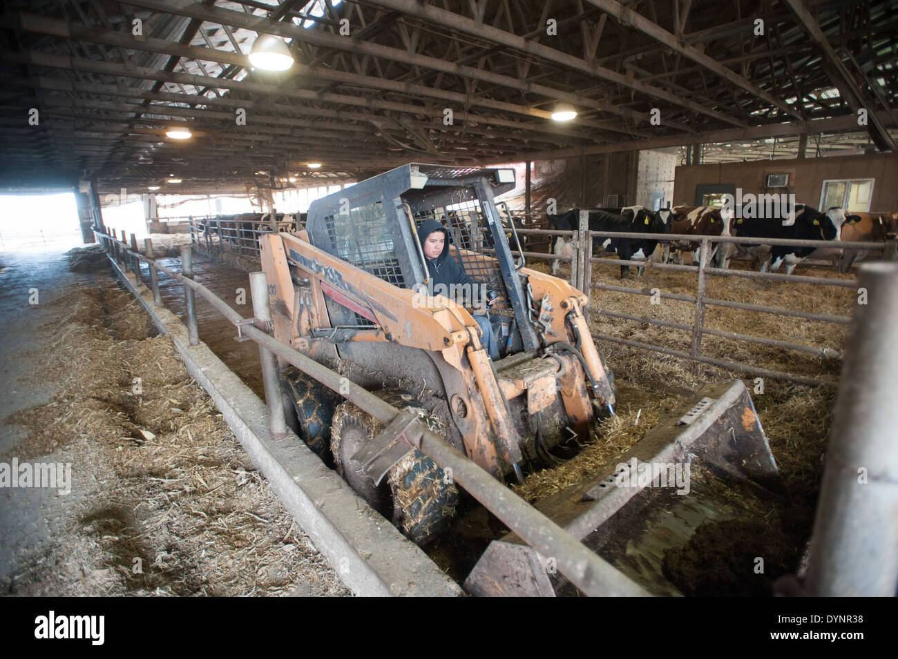 Landarbeiter fahren einen Kompaktlader in einem Kuhstall Ridgely, Maryland Stockfoto