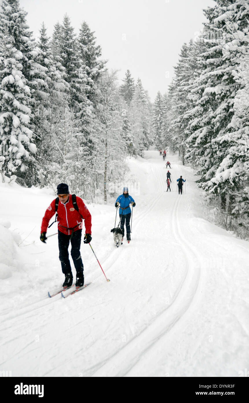 Norwegischen Familien Langlauf in Nordmarka, ein Wildnisgebiet Wald und Hügel vor den Toren der Hauptstadt Oslo, Norwegen Stockfoto Norwegischen Familien Langlauf in Nordmarka, ein Wildnisgebiet Wald und Hügel vor den Toren der Hauptstadt Oslo, Norwegen Stockfoto