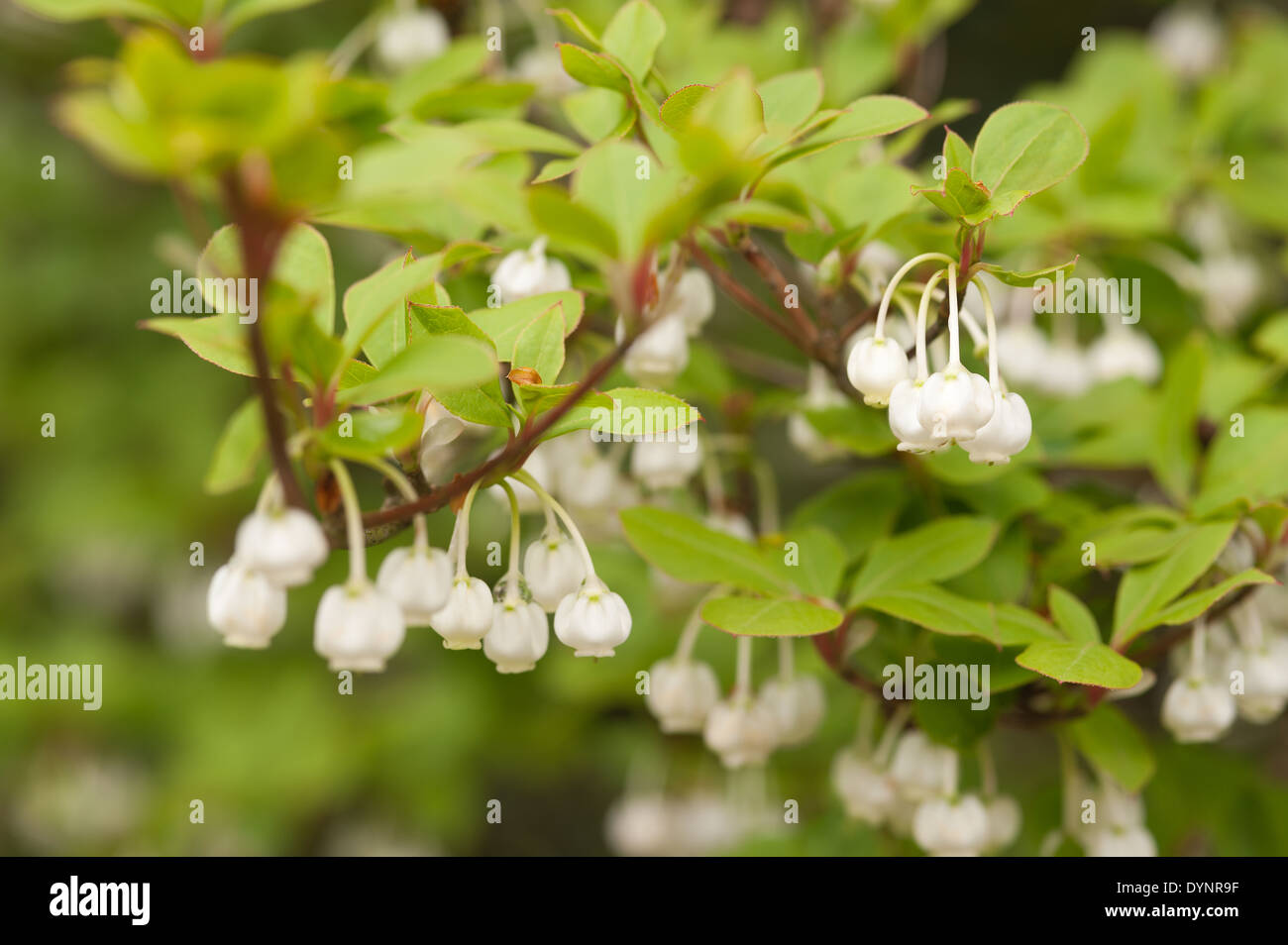 Laubblätter von weißen Enkianthus Strauch machen eine spektakuläre