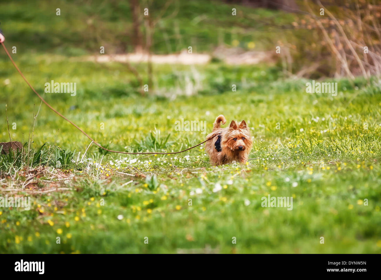 Reinrassige Australian Terrier Hund draußen auf dem Rasen im Frühjahr/Sommer. Stockfoto