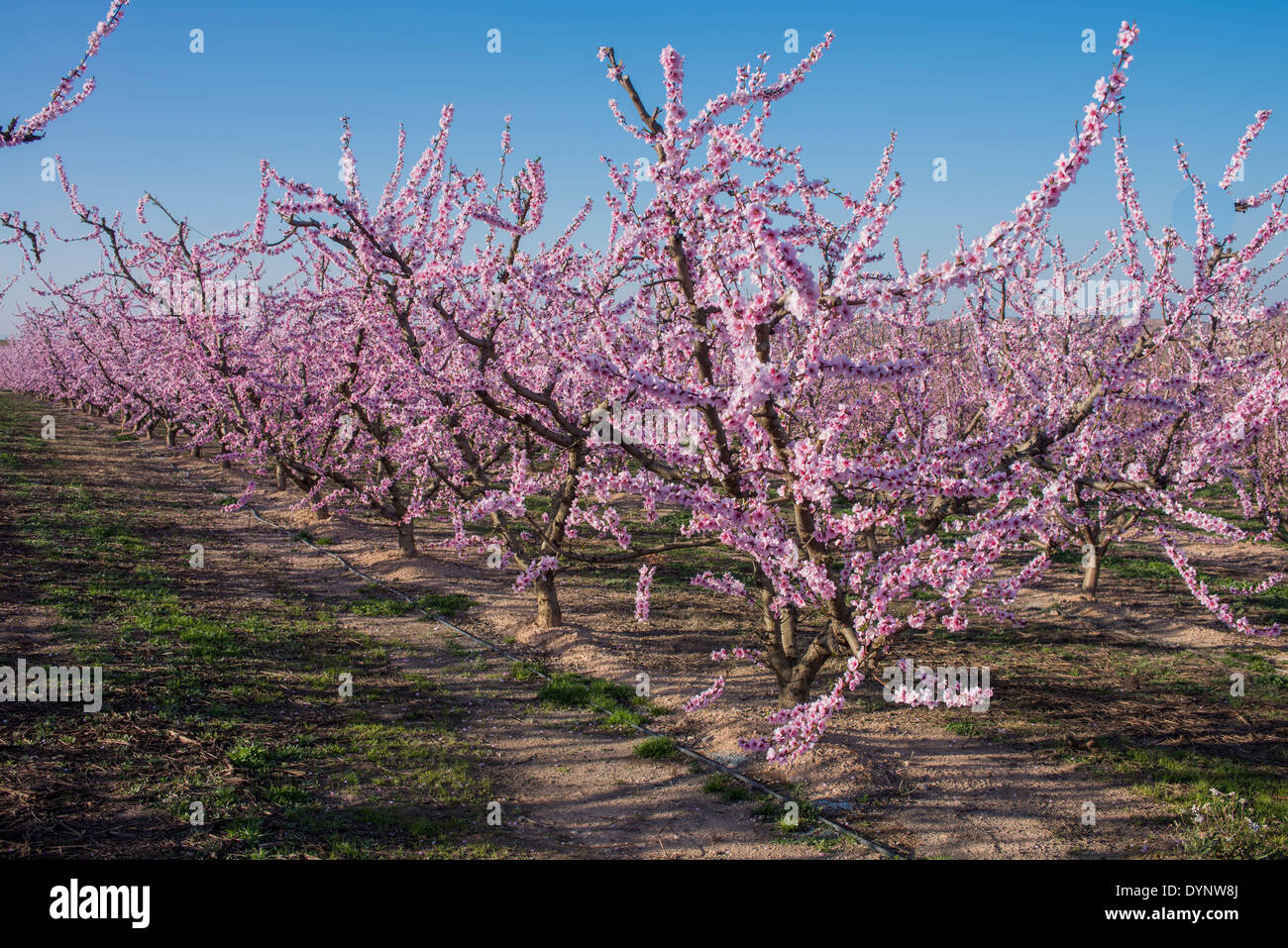 Bereich der Pfirsich Bäume (Prunus Persica) geblüht im zeitigen Frühjahr, Fraga, Spanien Stockfoto