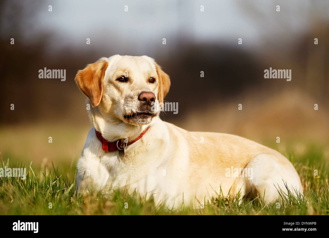 Schöne Rassehund schauen weg von der Kamera während der Sommerzeit. Stockfoto