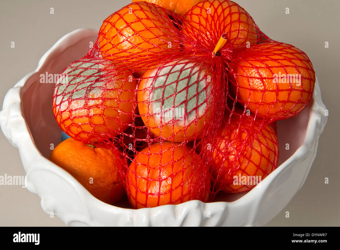 Fruchtfäule, Penicillium Digitatum, Entwicklung auf Supermarkt saldiert Clementine, Zitrusfrüchte, Obst Stockfoto