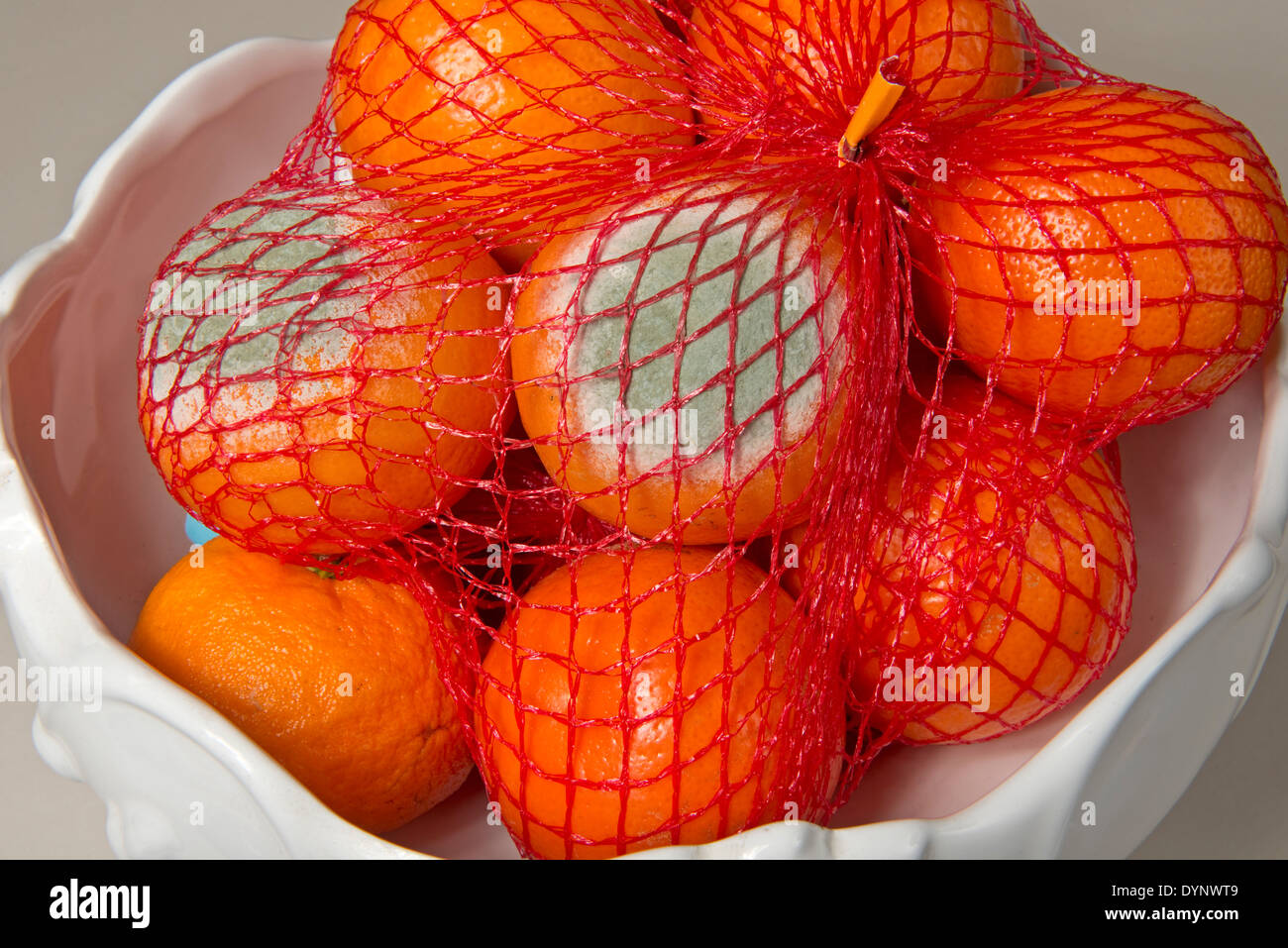Fruchtfäule, Penicillium Digitatum, Entwicklung auf Supermarkt saldiert Clementine, Zitrusfrüchte, Obst Stockfoto