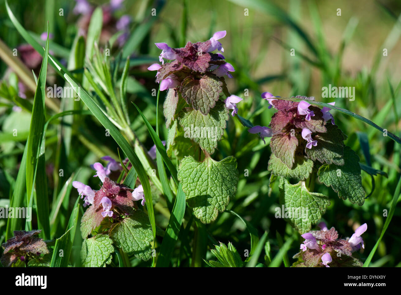 Blüte rot Toten-Brennessel, Lamium Purpureum, Blumen Stockfoto