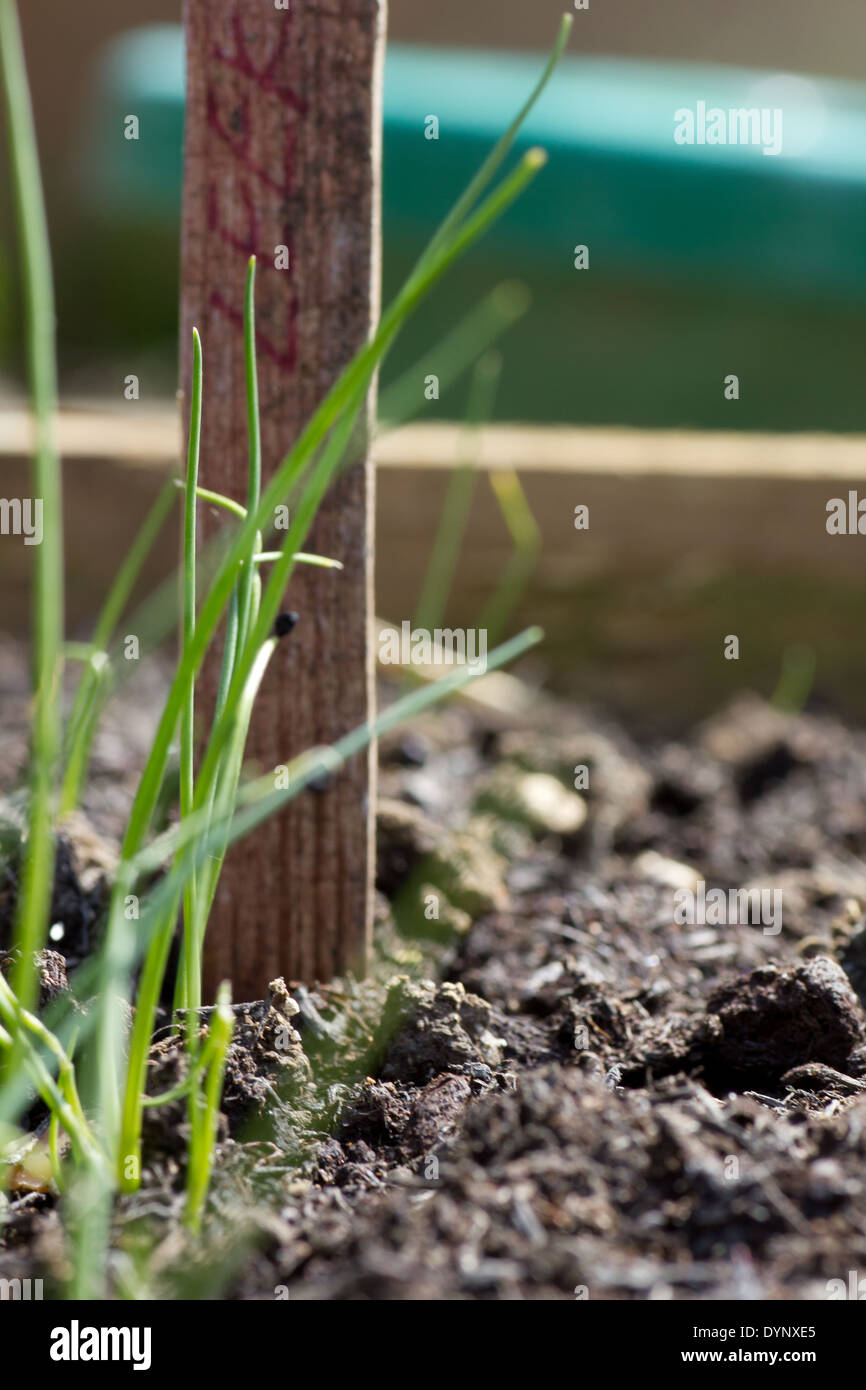 Reihe von Lauch Stockfoto