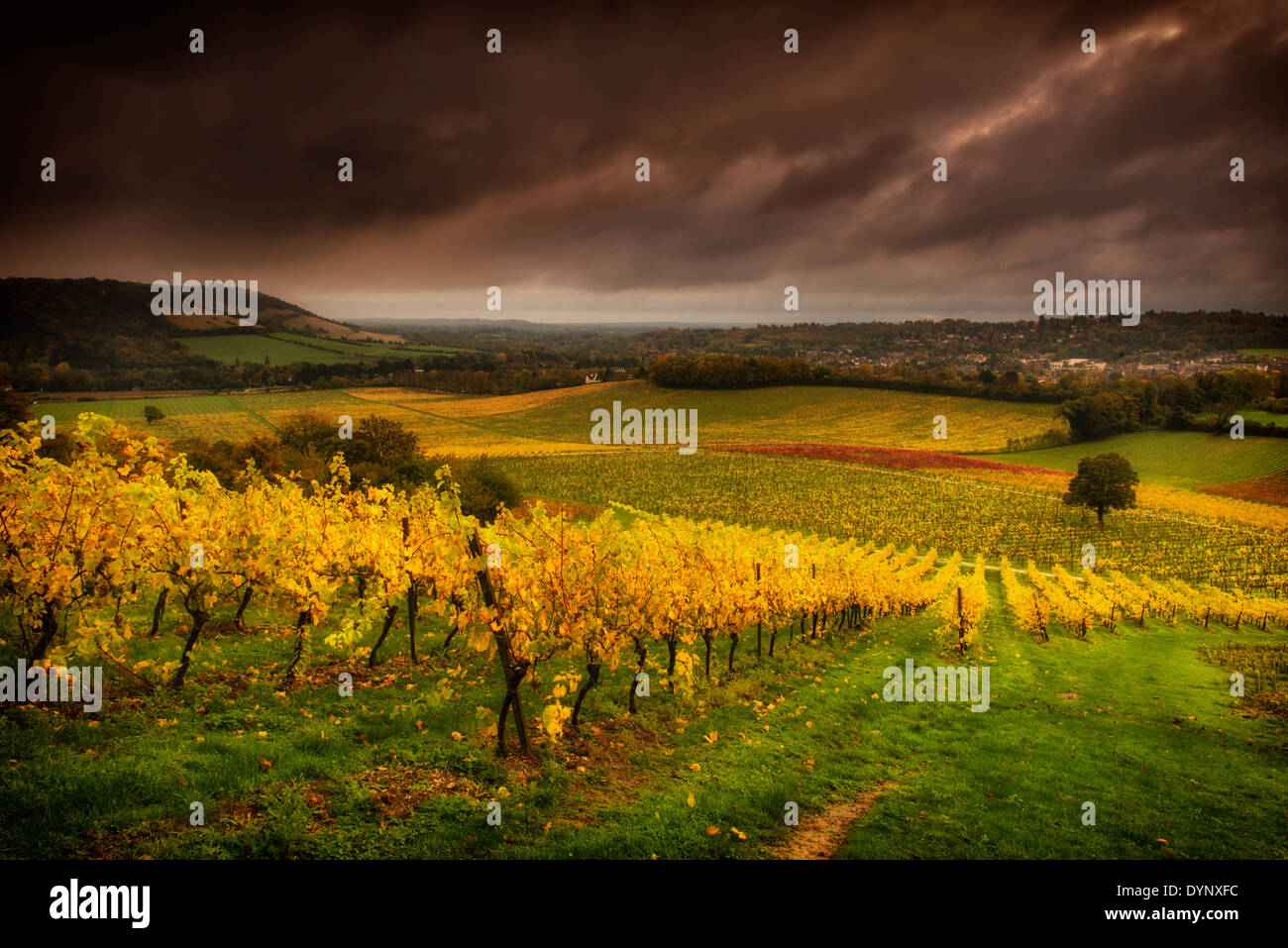 Denbies Wine Estate, Dorking, Surrey, UK Stockfoto