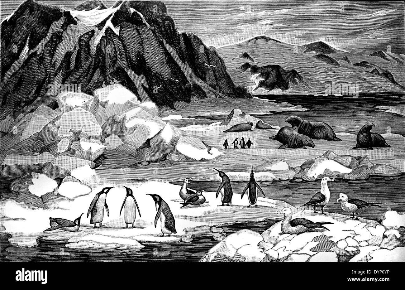 Typische Tiere der Antarktis Gebiet, Illustration aus sowjetischen Enzyklopädie, 1926 Stockfoto