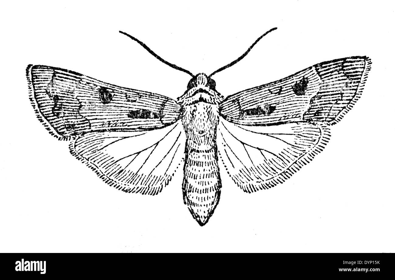 Herz und Dart (Agrotis Exclamationis), Illustration aus sowjetischen Enzyklopädie, 1929 Stockfoto