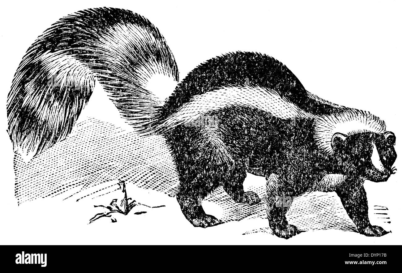 Striped Skunk (Mephitis Mephitis), Illustration aus sowjetischen Enzyklopädie, 1929 Stockfoto