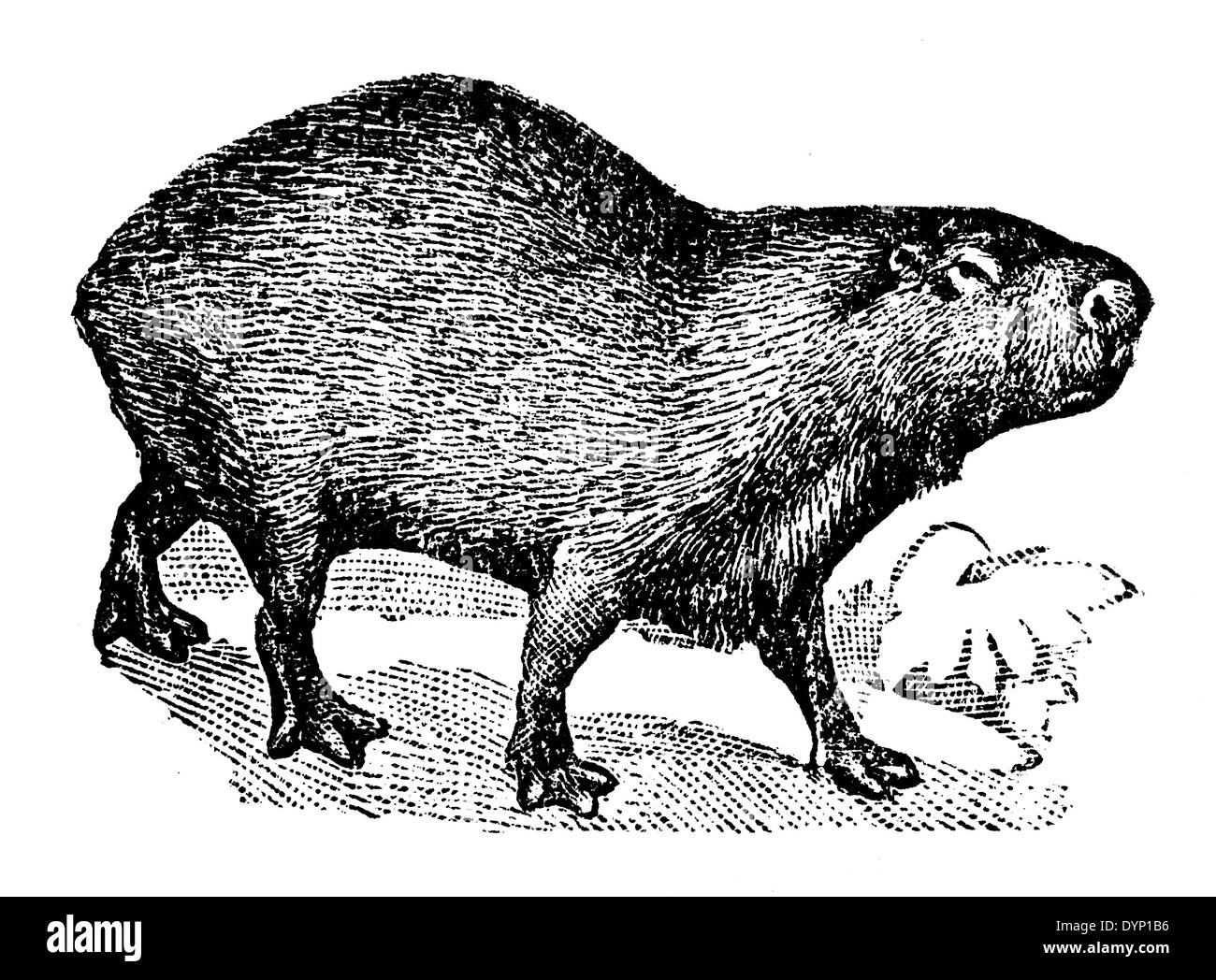 Wasserschwein (Hydrochoerus Hydrochaeris), Illustration aus sowjetischen Enzyklopädie, 1928 Stockfoto