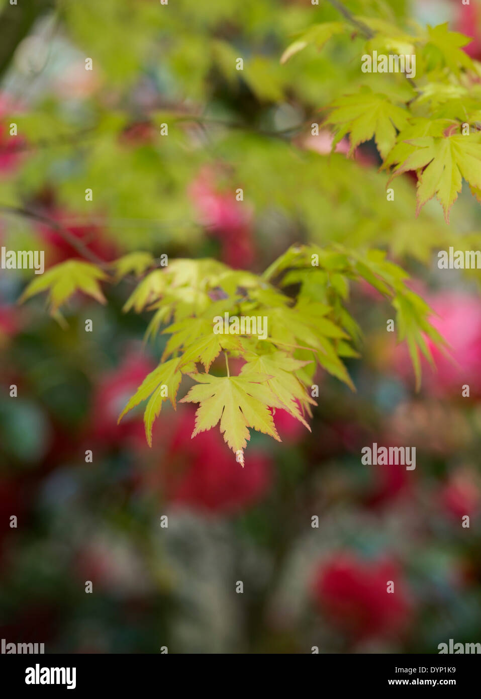 Acer palmatum Orange Traum. Japanischer Ahorn Orange Traum im Frühling. Großbritannien Stockfoto