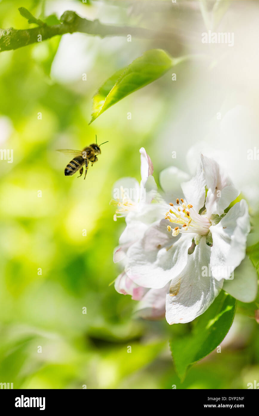 Bienen fliegen, Blütenstand Stockfoto
