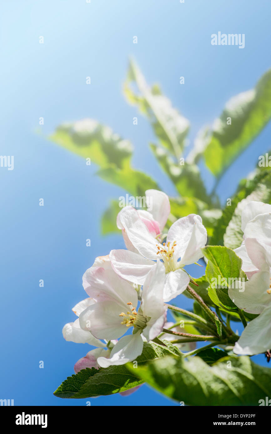 blühen-Blüte Stockfoto