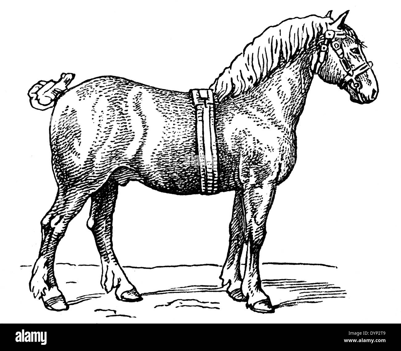 Ardennen Pferd, Illustration aus sowjetischen Enzyklopädie, 1926 Stockfoto