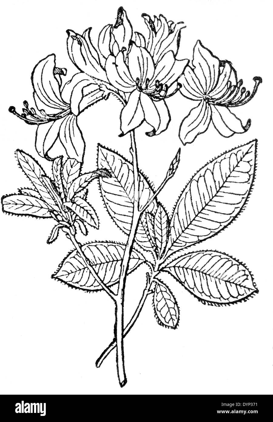 Gelbe Azalee, Geißblatt Azalee (Rhododendron Luteum), Illustration aus sowjetischen Enzyklopädie, 1926 Stockfoto