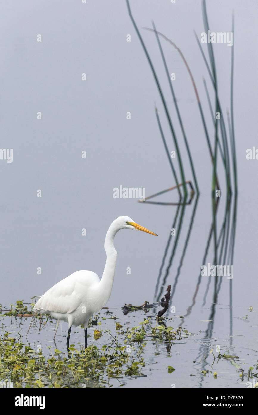 Silberreiher Stockfoto