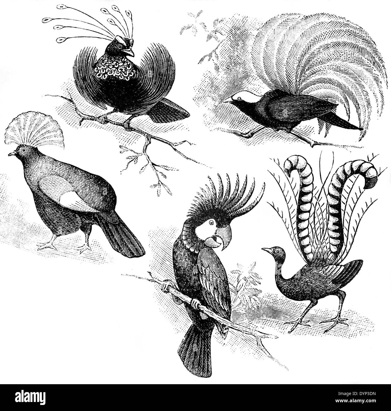Vogelparadies, Goura Victoria (Victoria gekrönte Taube), Major Mitchell Kakadu (Lophochroa Leadbeateri), hervorragende Leierschwanz Stockfoto