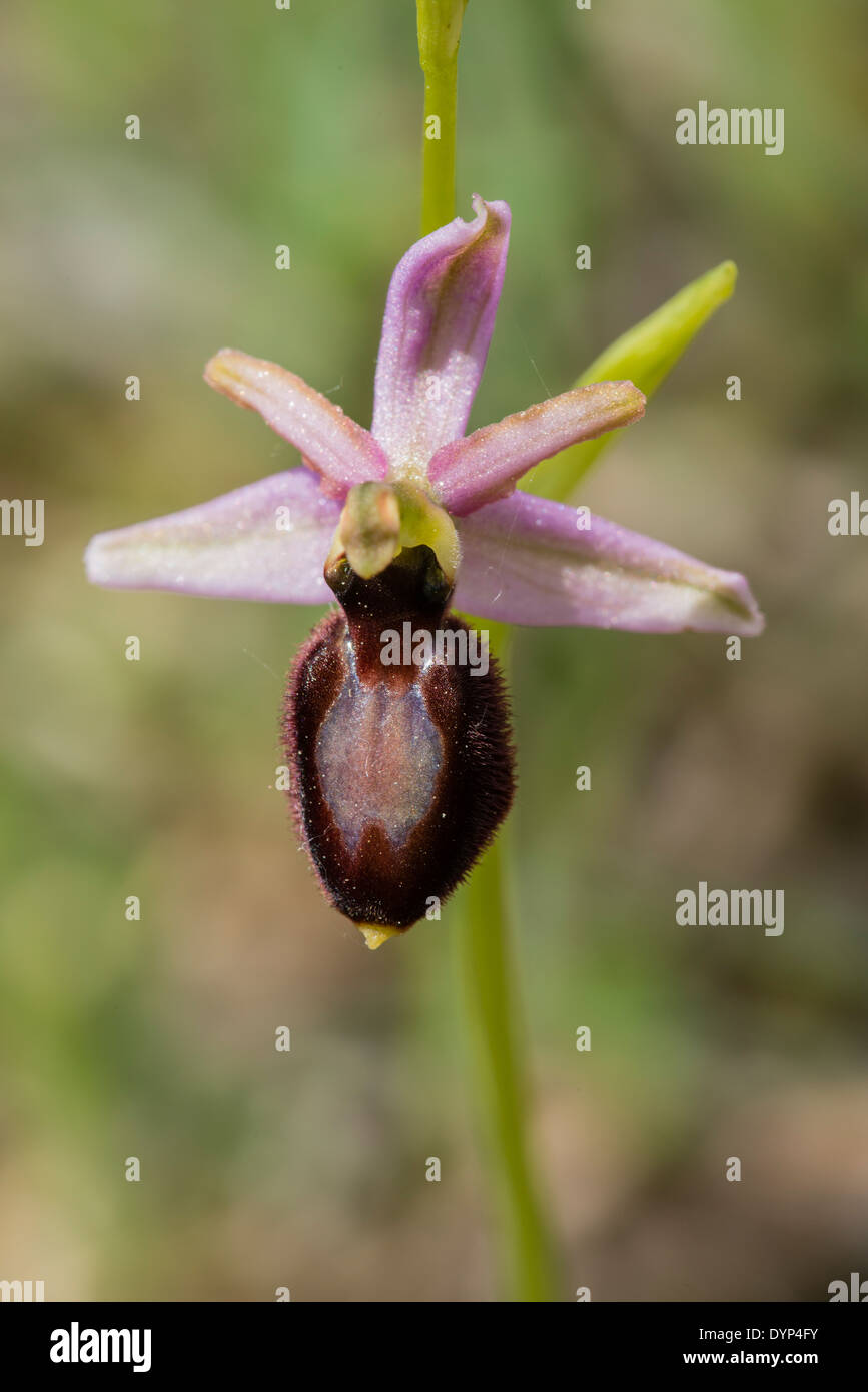 Waldschnepfe Orchidee Blume, Montseny, Spanien Stockfoto