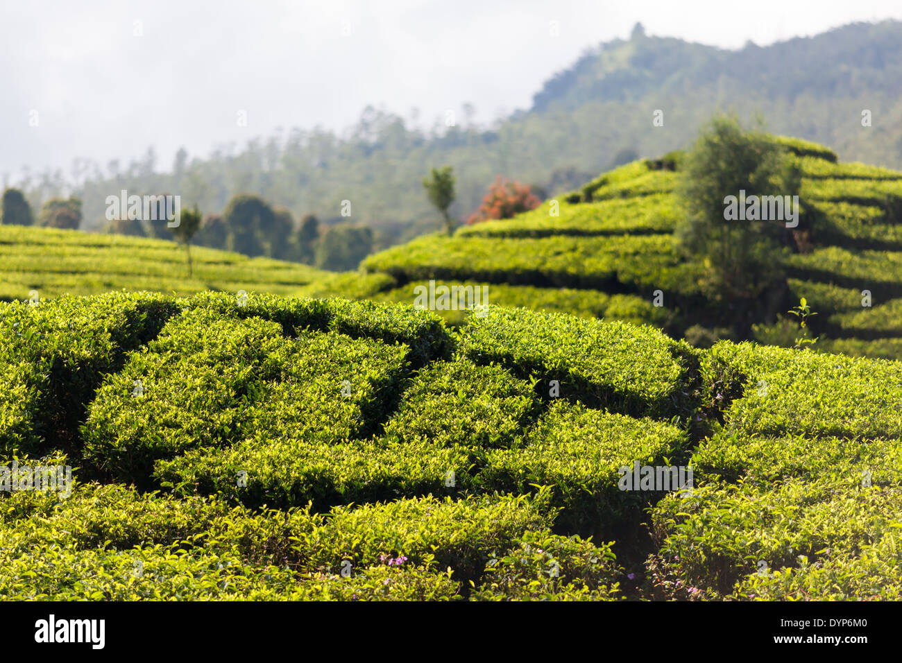 (Camellia Sinensis) Teebüsche auf Tee-Plantage in der Nähe von Ciwidey, West-Java, Indonesien Stockfoto