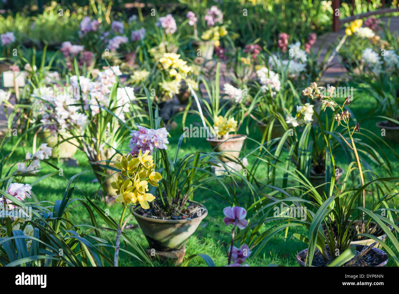 Viele Orchideen in National Kandawgyi Botanical Gardens in Pyin U Lwin, Myanmar Stockfoto