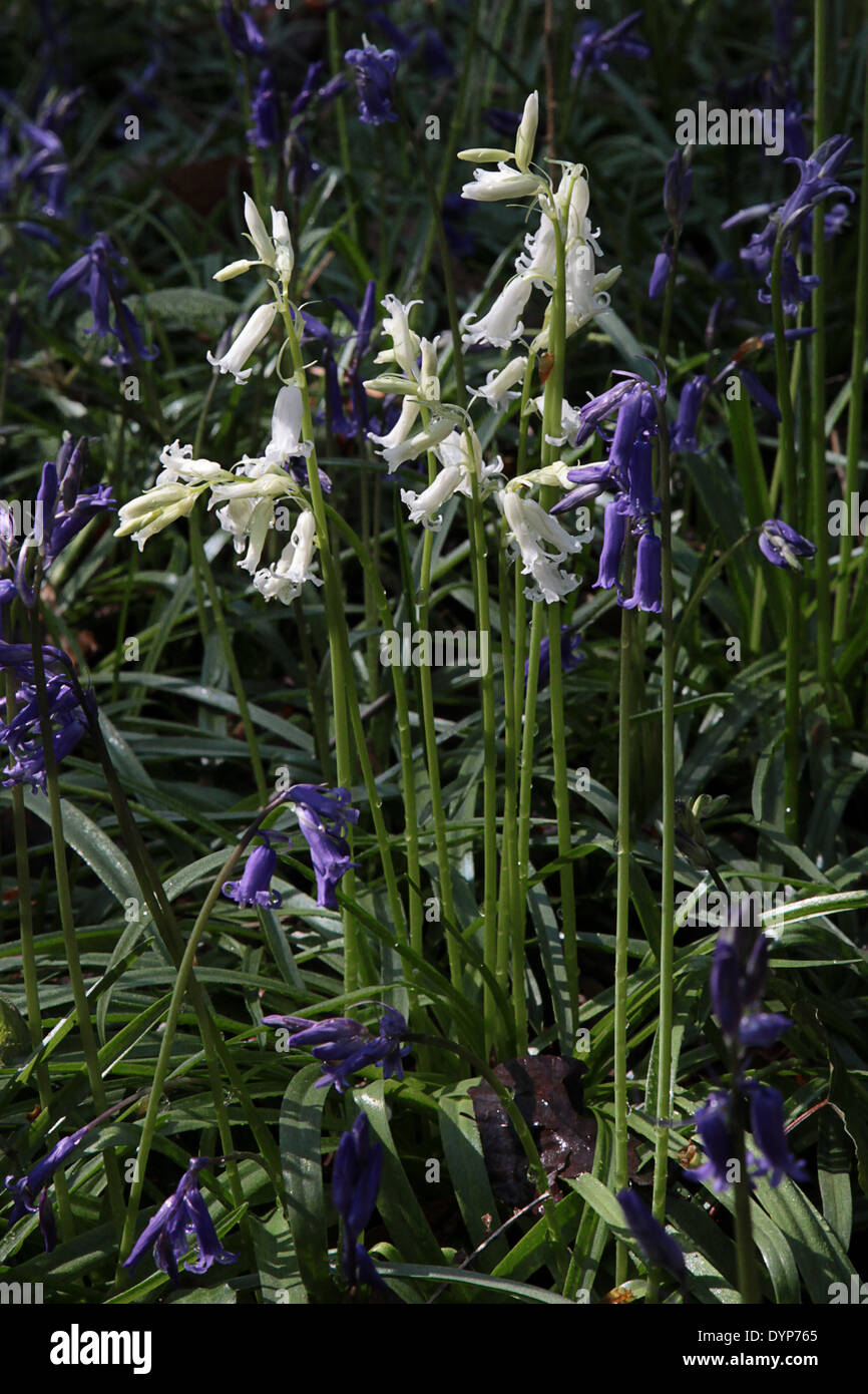 Weißen Glockenblumen im Wald Bere, Hampshire, England (Hyacinthoides non-Scripta) Stockfoto