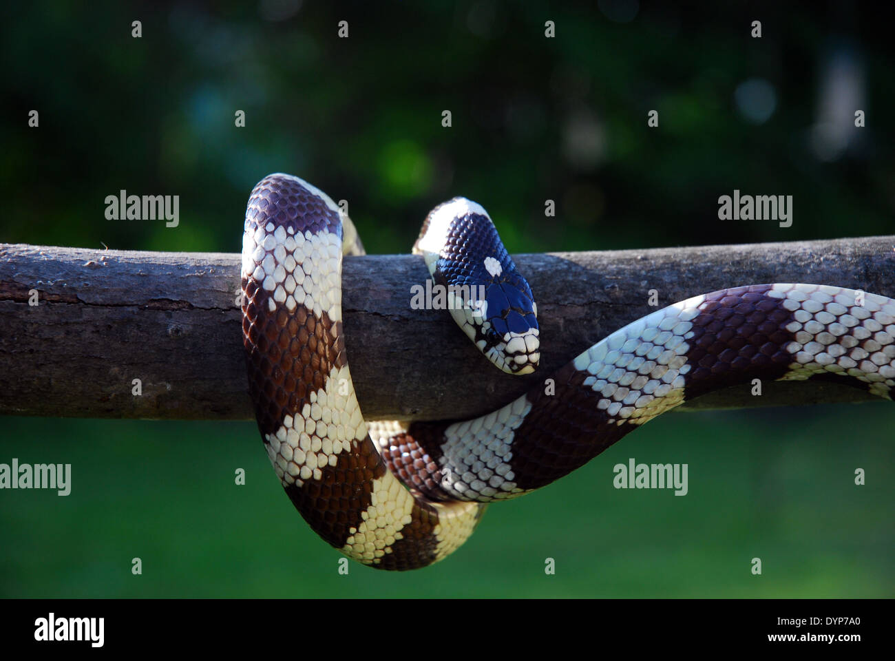 Schwarz & weiß stick California King Snake vertikal hängen im Freien mit grünem Hintergrund. Stockfoto