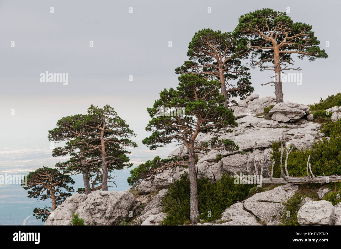 Föhren (Pinus Sylvatica) in den Bergen Caro in els Ports de Beseit, Spanien, von Wind und Wetter geformt Stockfoto