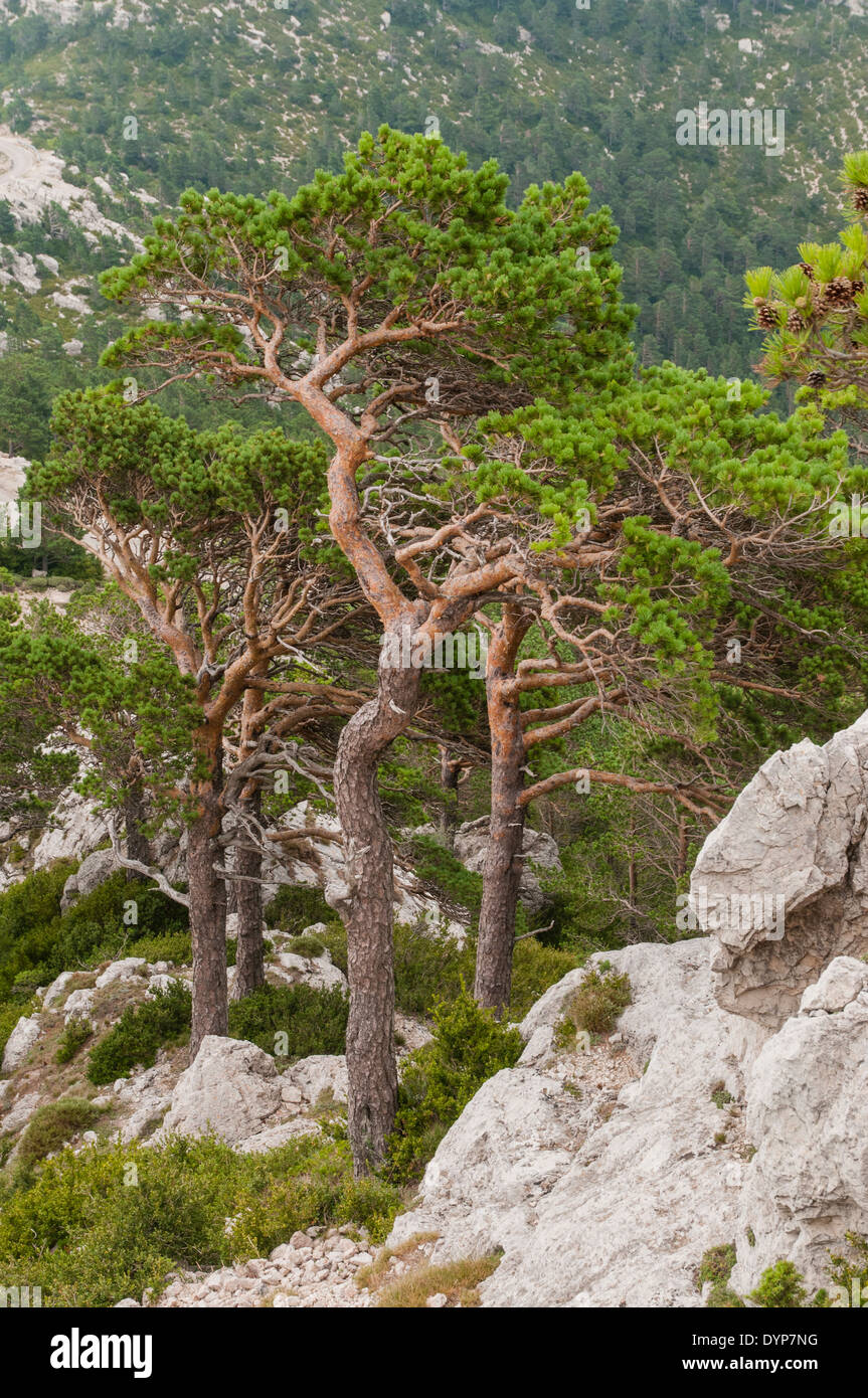 Föhren (Pinus Sylvatica) in den Bergen Caro in els Ports de Beseit, Spanien, von Wind und Wetter geformt Stockfoto