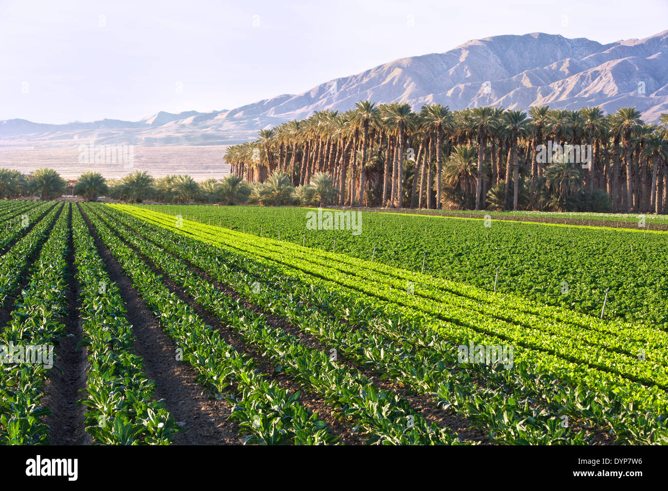 Zeile Ernte von Lacinato Grünkohl, Salat & verschiedene junge Blattgemüse. Stockfoto