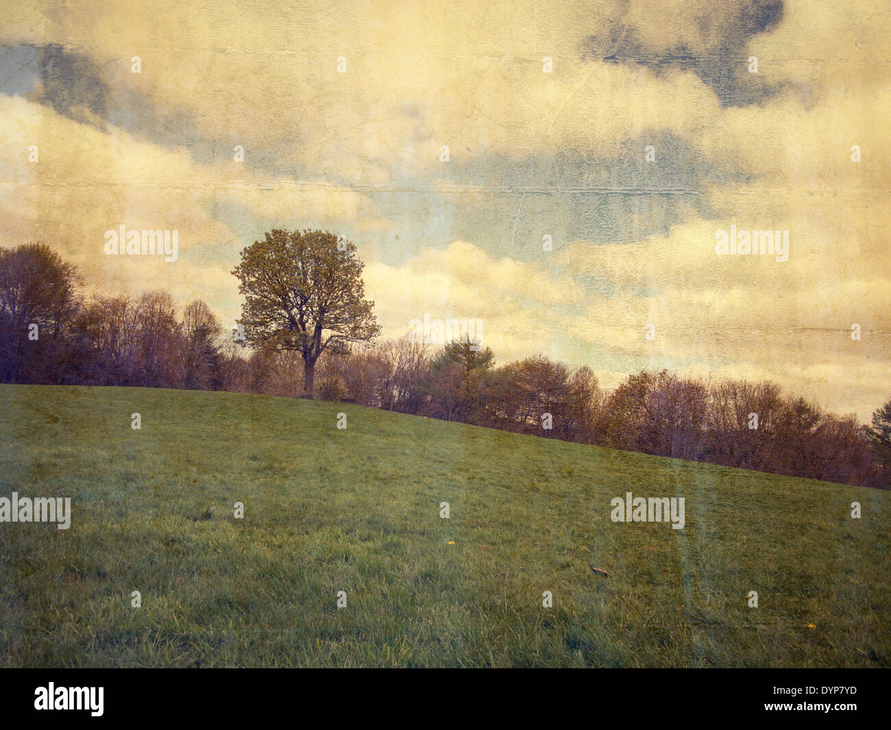 Bild eines Baumes in einem Feld auf eine konkrete Wirkung geschichtet digital verändert Stockfoto