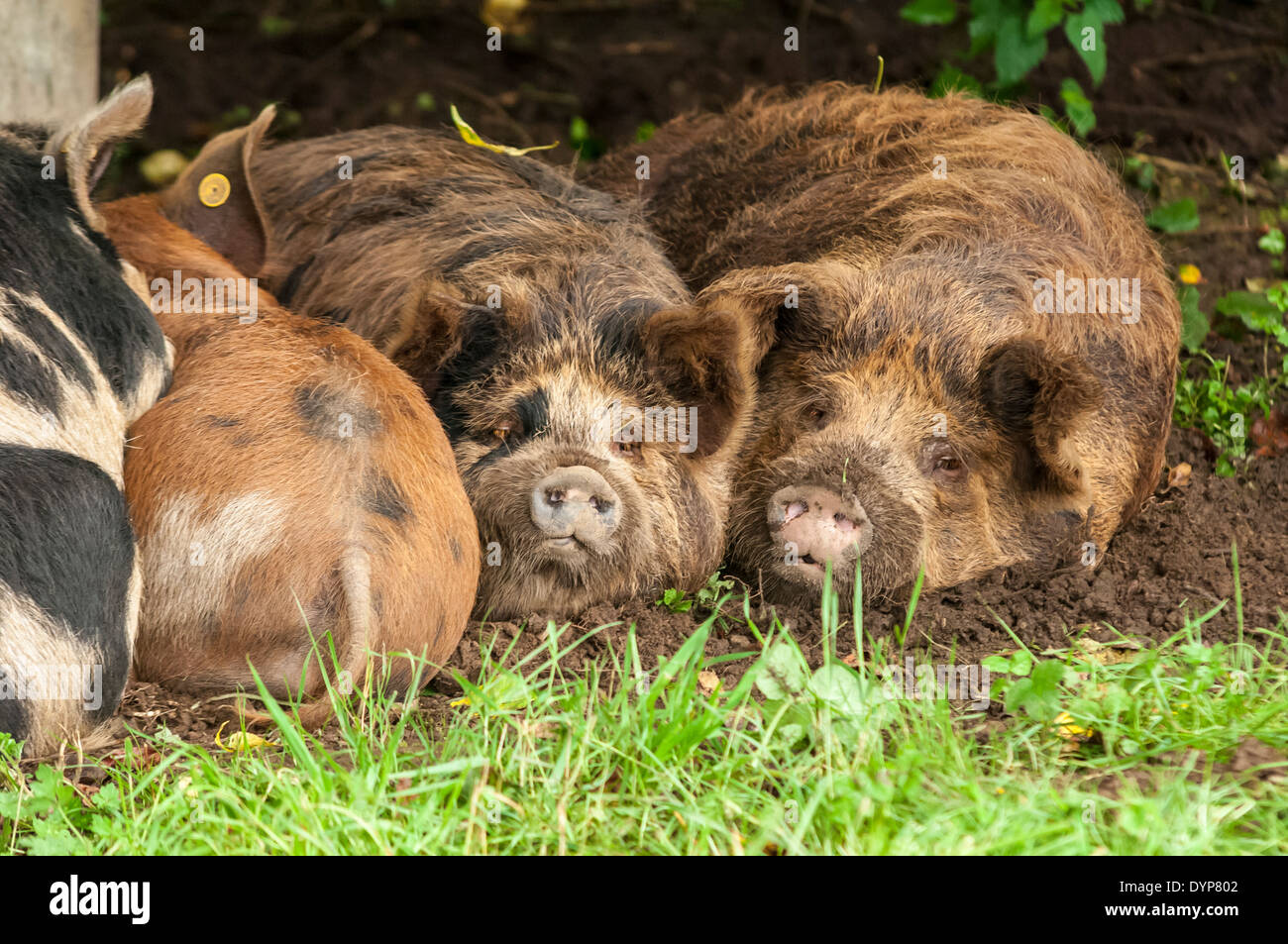 Schweine im Schlamm Stockfoto