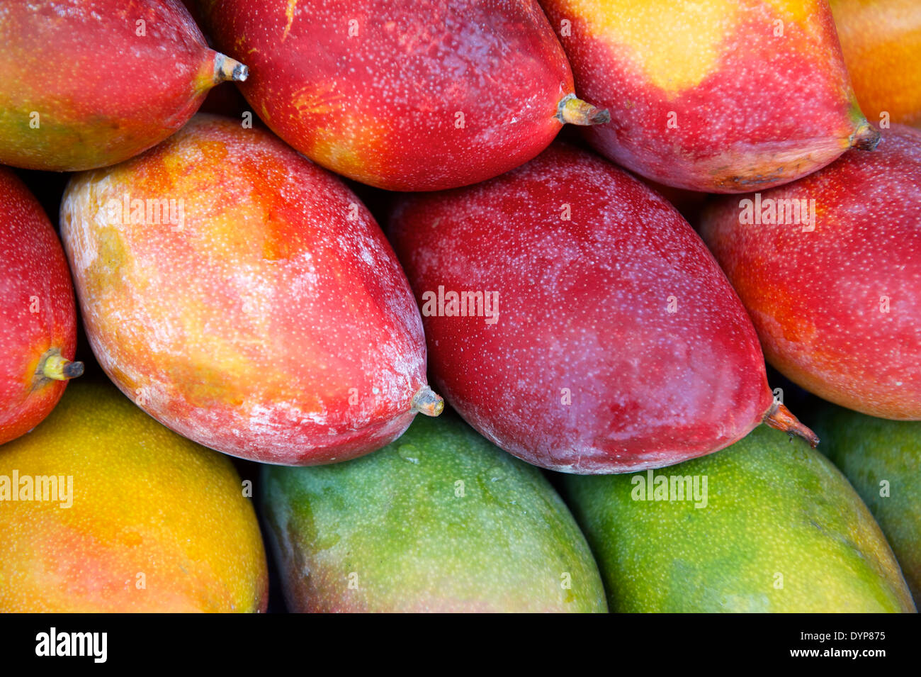 Frische Mangos bunte tropische Früchte Farmers Market Stockfoto