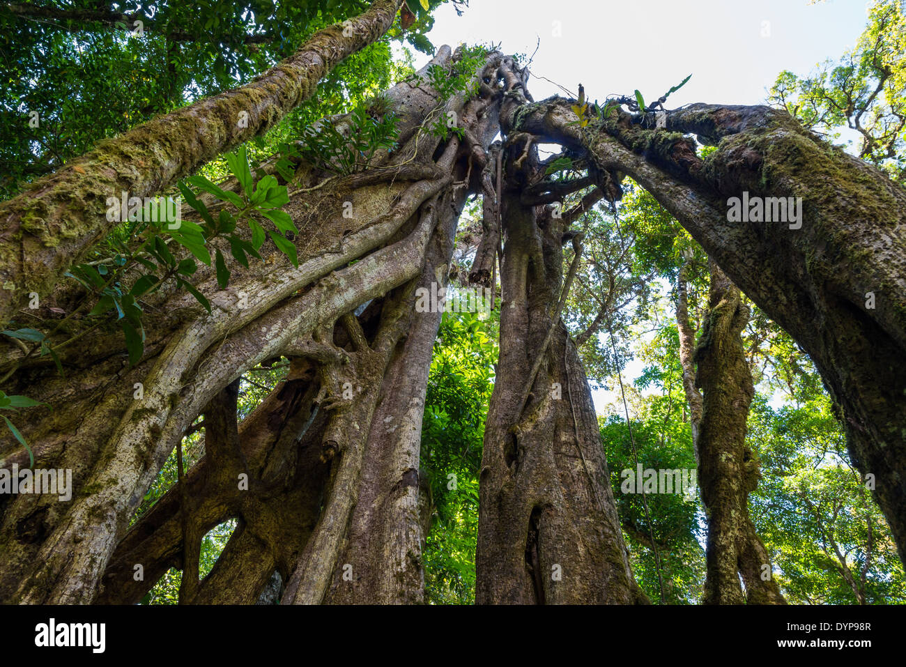 Verschlungenen Stämme der Würgefeige im Regenwald. Costa Rica. Stockfoto