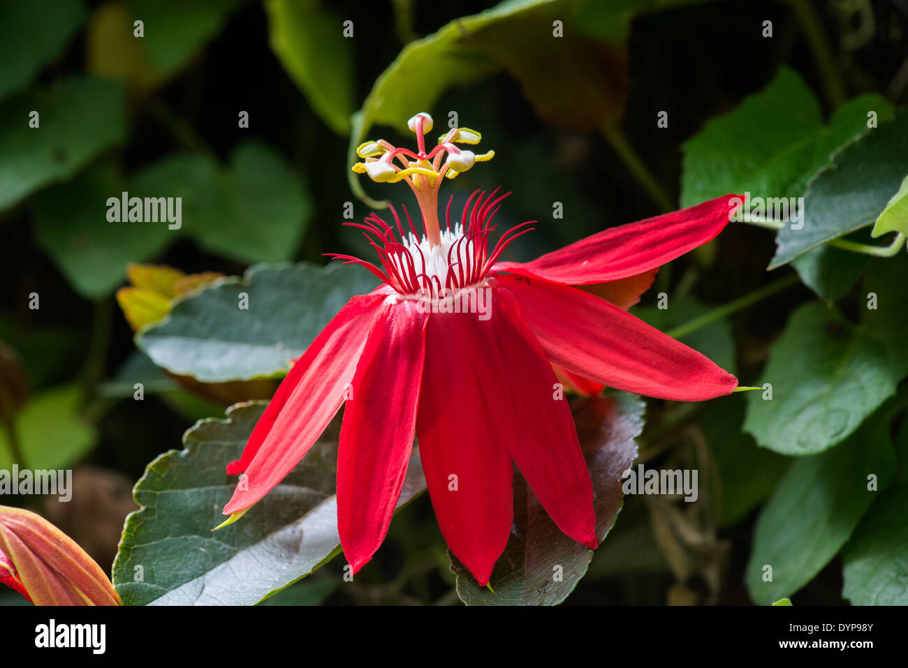 Rote Passionsblume (Passiflora Vitifolia). Monteverde, Costa Rica. Stockfoto