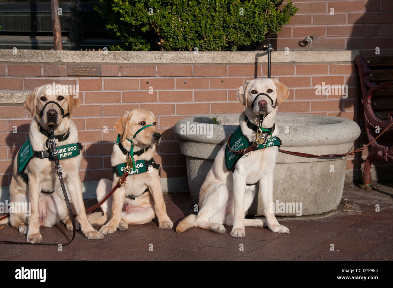 Blindenhund Welpen in der Ausbildung Stockfoto
