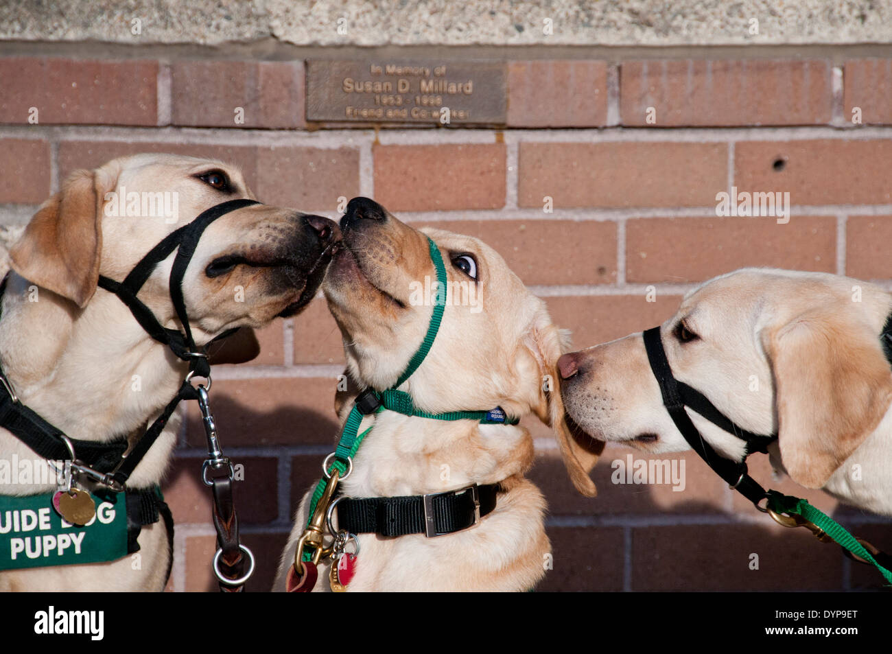 Hund Welpen in Ausbildung Begrüßung Stockfoto