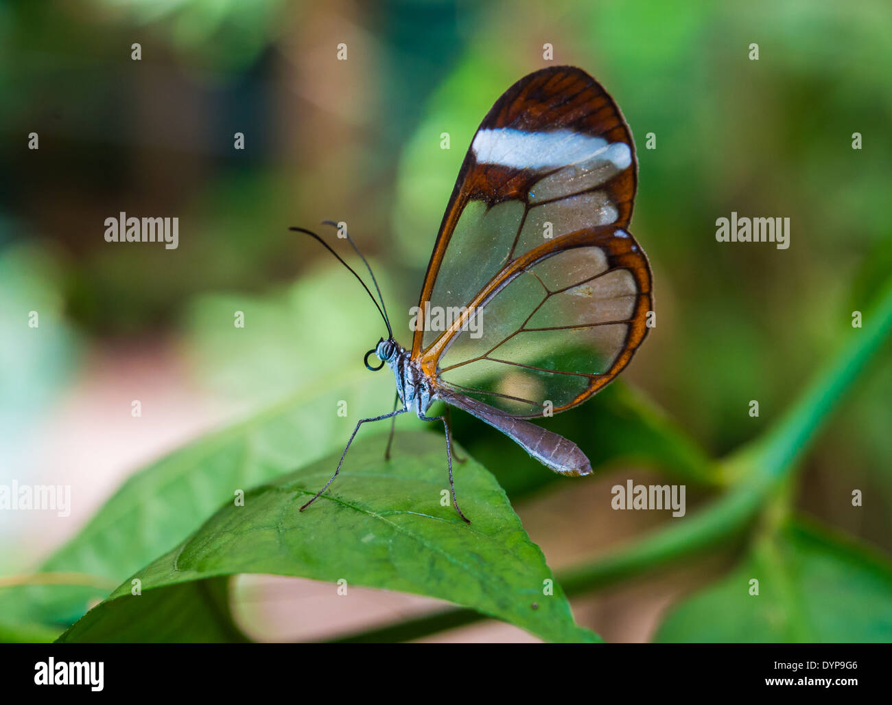 Ein Glas-winged Schmetterling (Greta Oto) auf einem grünen Blatt. Monteverde, Costa Rica. Stockfoto