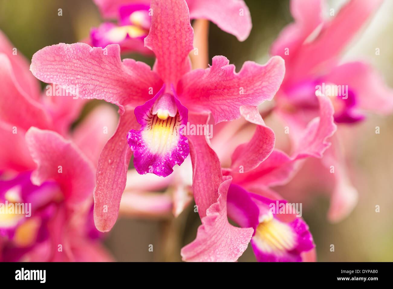 Laelia Orchidee herrliche Spire 'Rose Midnight", Santa Barbara Orchid Estate, Santa Barbara, Kalifornien, Deutschland Stockfoto