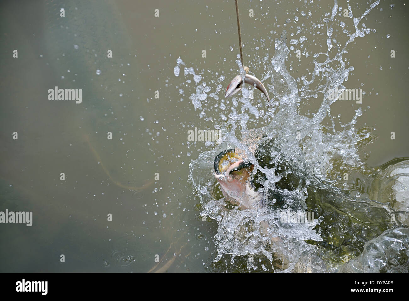 Eine große Amazone, die Fische springen aus dem Wasser, ein kleiner Fisch zu fangen bate gespeist wird eine Park-visiitor Stockfoto