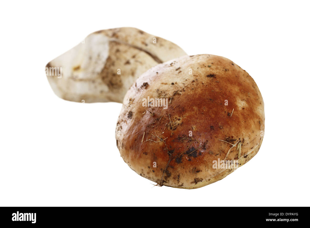 isolierte essbaren Pilz, natürliche Boletus Edulis aus dem Wald auf weißem Hintergrund Stockfoto