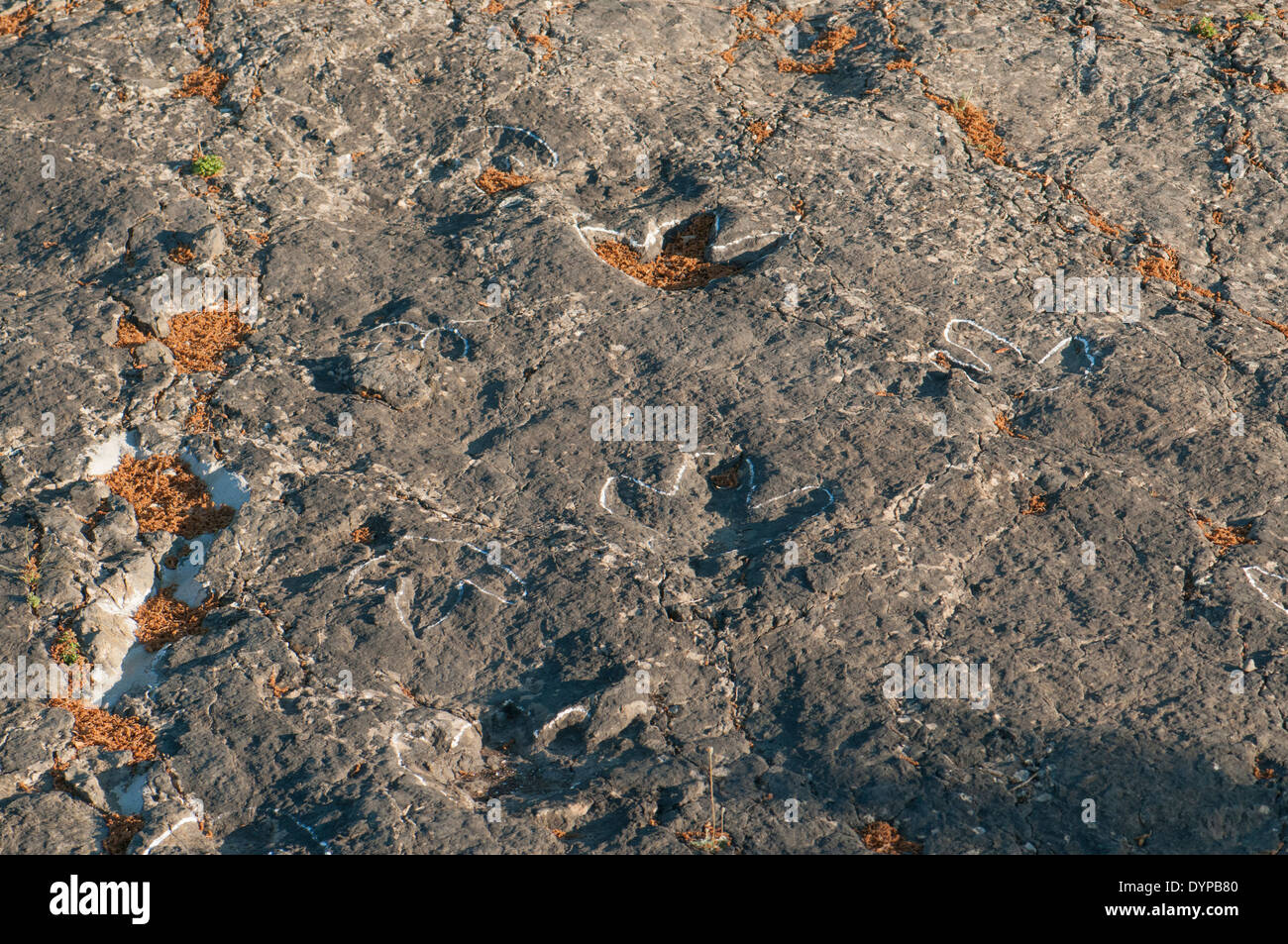Ornithopoden Fußabdrücke von Dinosauriern (oder ichnites) in einem flachen Felsen, früher das Ende einer inländischen Lagune am Senoba Fossil Site, Spanien. Stockfoto