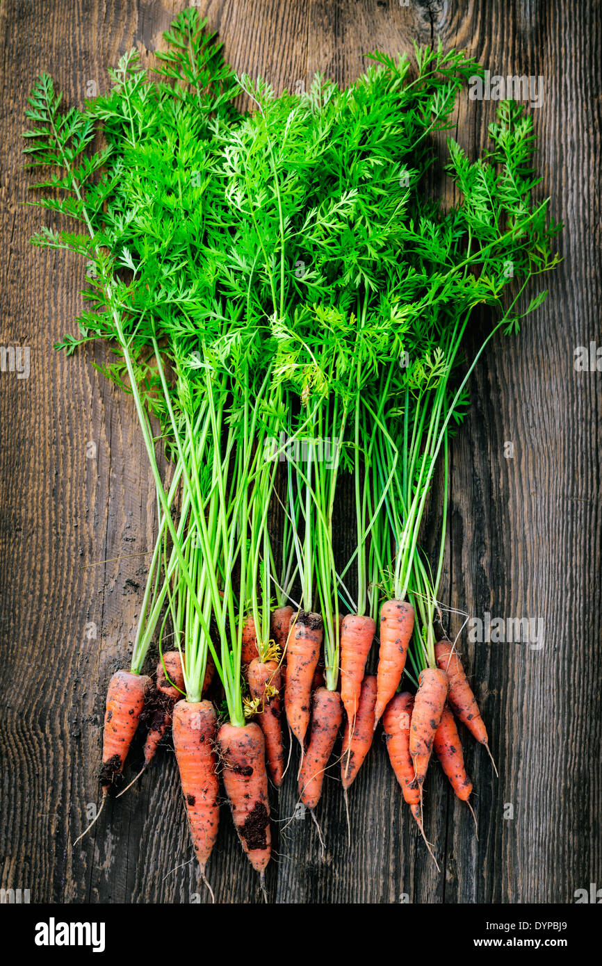 Rosenstrauss orange Karotten frisch vom Garten mit Schmutz auf alten rustikalen Holz Hintergrund Stockfoto