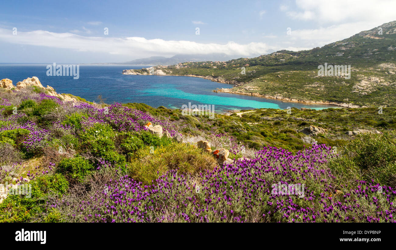 Lila Blüten in die Macchia in La Revellata in der Nähe von Calvi in der Balagne Seengebiet von Korsika mit mediterranen unten Türkis Stockfoto