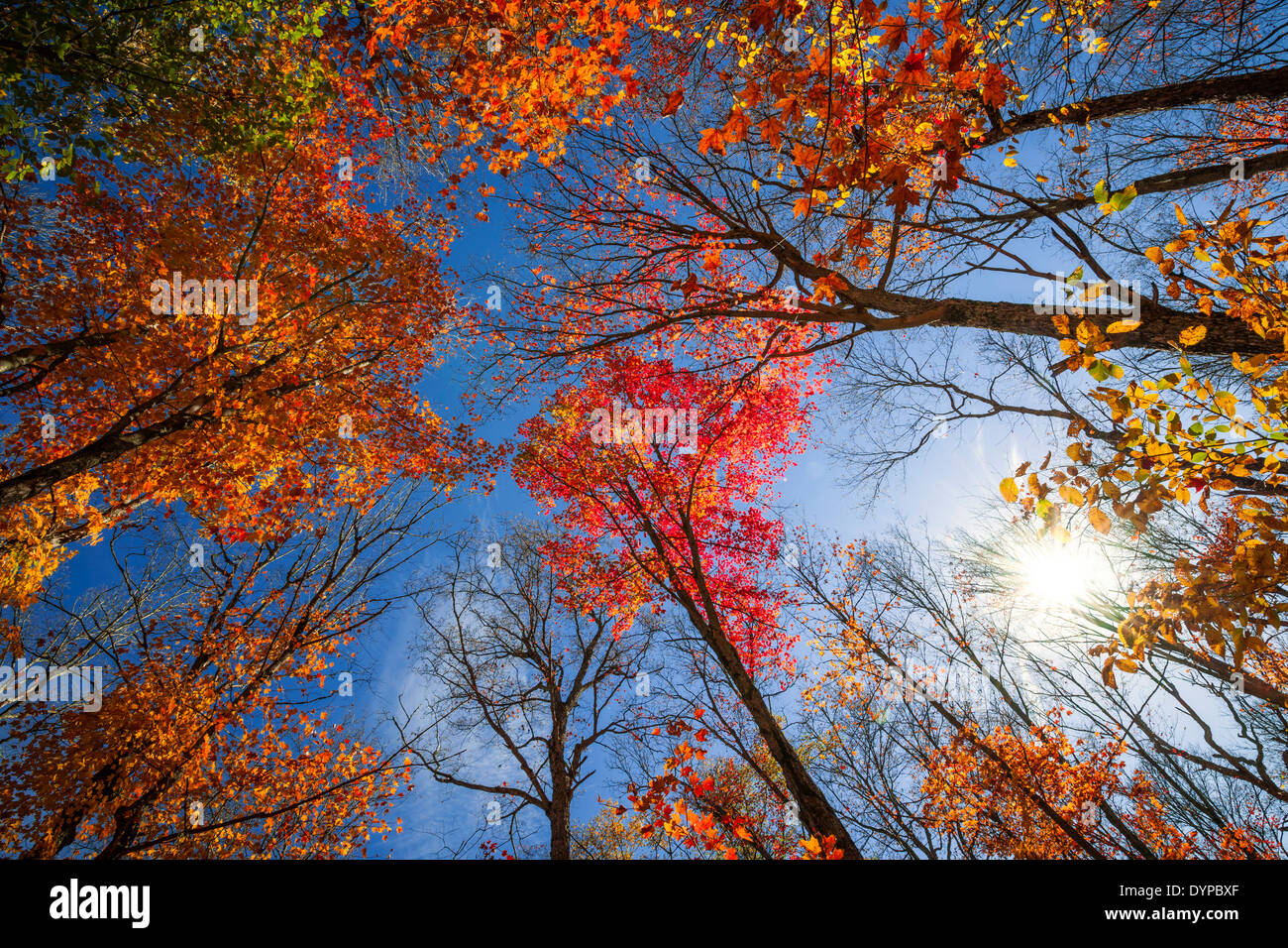 Bunter Herbst Baumkronen im Herbst Wald mit blauen Himmel und Sonne, aber Bäume. Algonquin Park, Ontario, Kanada. Stockfoto